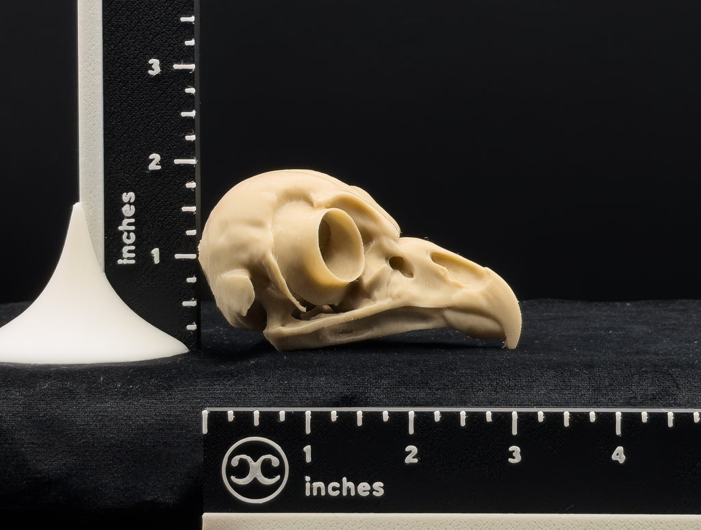Owl skull next to a ruler on a black background