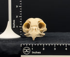 Life-Size 3D-Printed Barred Owl Skull Replica
