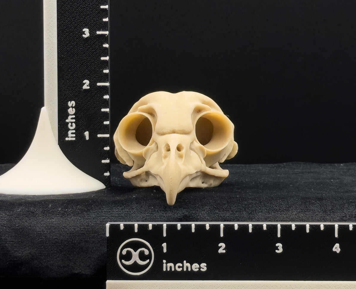 Life-Size 3D-Printed Barred Owl Skull Replica