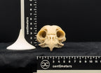 Life-Size 3D-Printed Barred Owl Skull Replica
