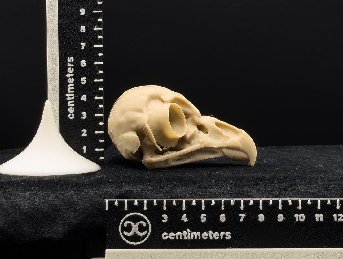 Life-Size 3D-Printed Barred Owl Skull Replica