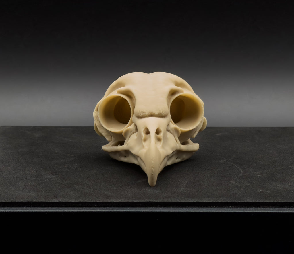 Skull of a Barred Owl on a dark surface with a gradient background