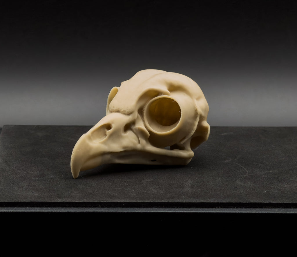 Life-Size 3D-Printed Barred Owl Skull Replica