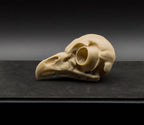 Life-Size 3D-Printed Barred Owl Skull Replica