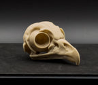 Beige bird skull on a black surface with a dark background