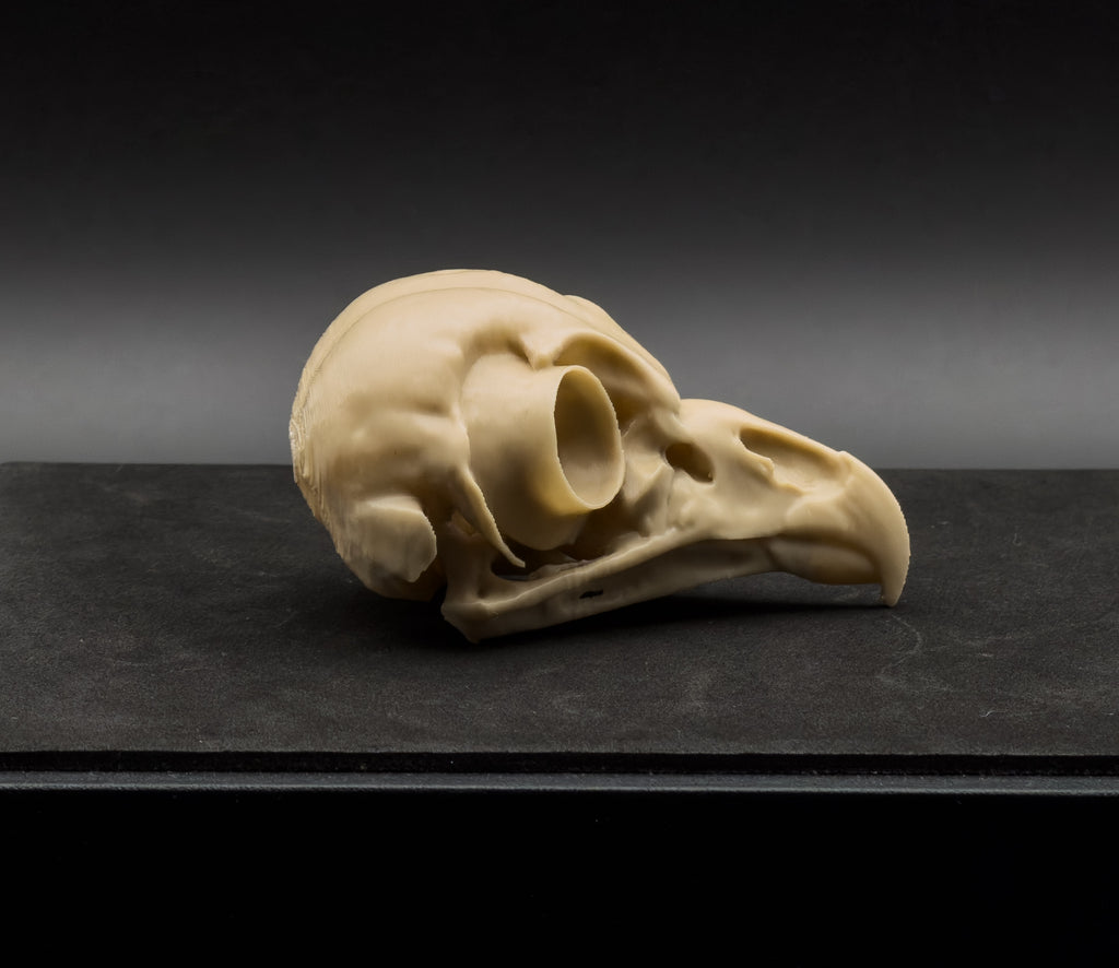Life-Size 3D-Printed Barred Owl Skull Replica