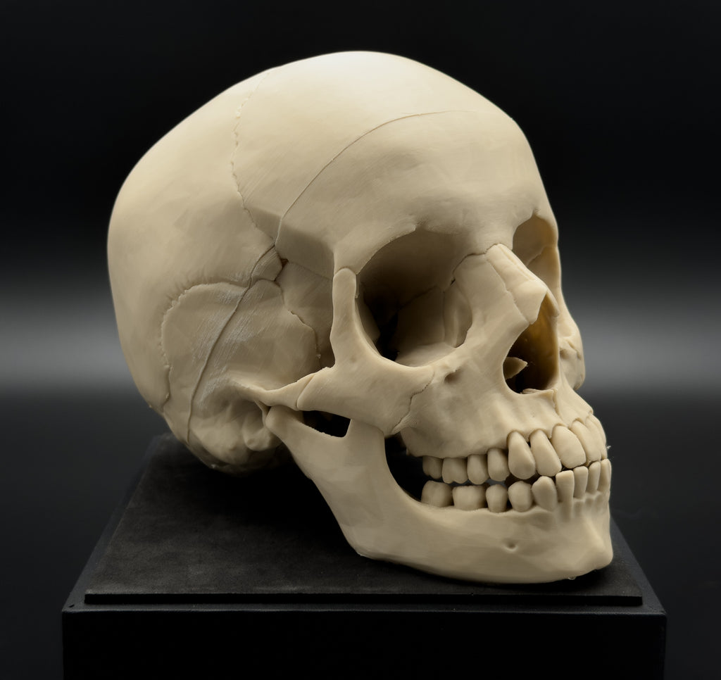 Life-Size 3D Printed Human Skull Replica