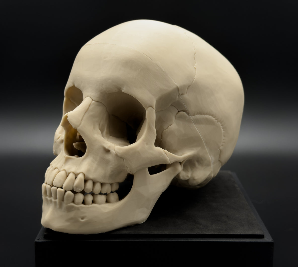 Life-Size 3D Printed Human Skull Replica