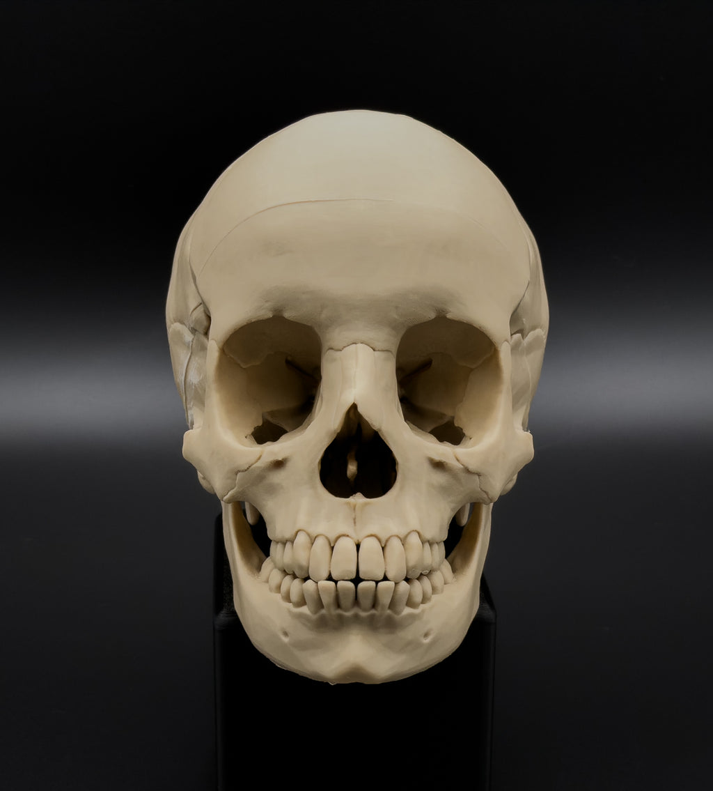 Life-Size 3D Printed Human Skull Replica