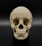 Life-Size 3D Printed Human Skull Replica