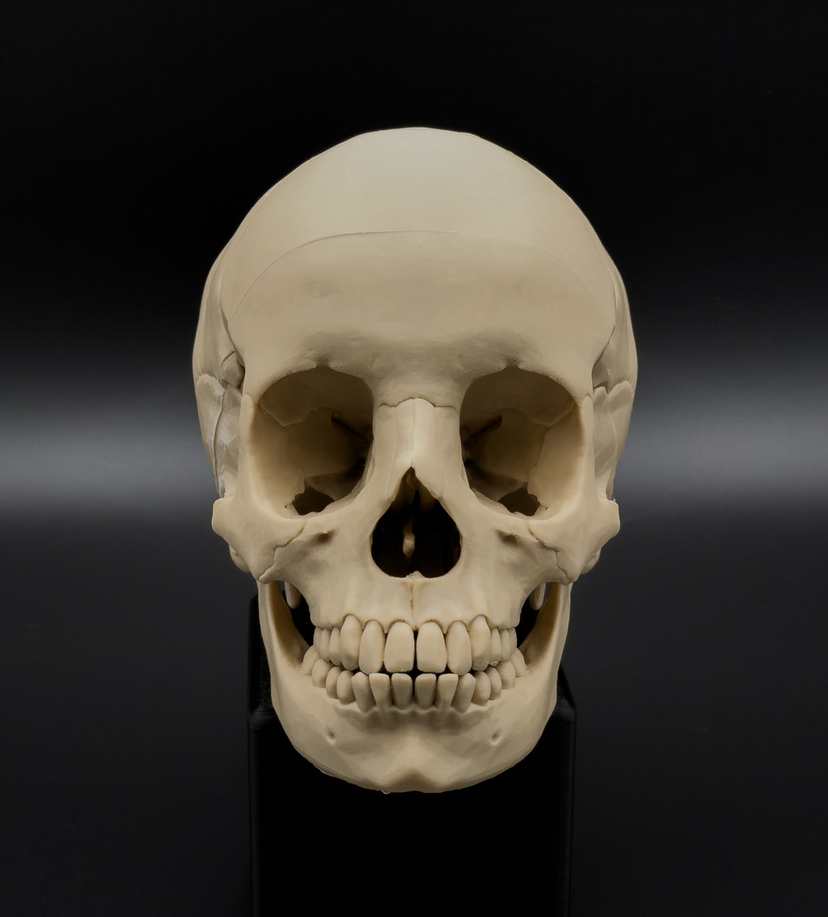 Life-Size 3D Printed Human Skull Replica