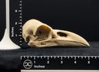 Life-Size 3D Printed Raven Skull Replica