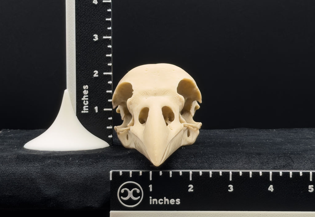 Life-Size 3D Printed Raven Skull Replica