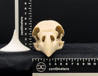 Life-Size 3D Printed Raven Skull Replica