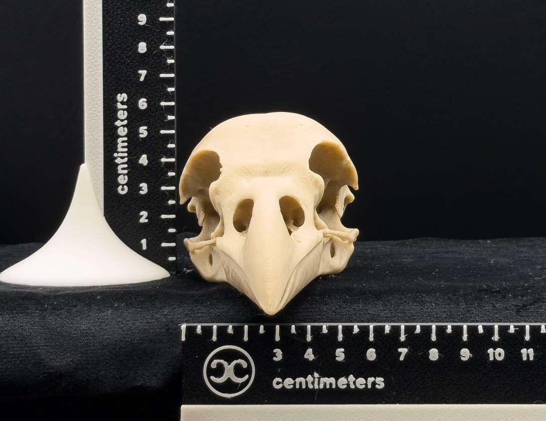 Life-Size 3D Printed Raven Skull Replica