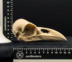 Life-Size 3D Printed Raven Skull Replica