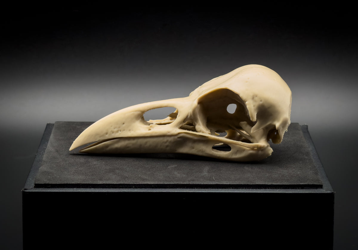 Life-Size 3D Printed Raven Skull Replica