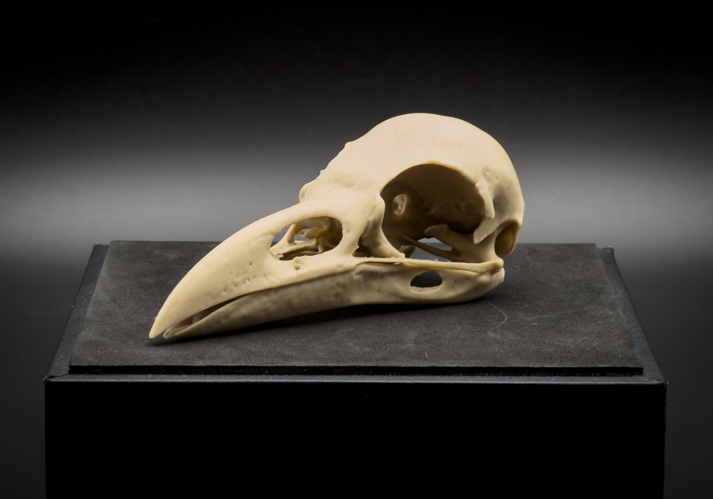 Life-Size 3D Printed Raven Skull Replica