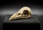 Life-Size 3D Printed Raven Skull Replica