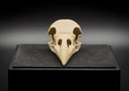 Life-Size 3D Printed Raven Skull Replica
