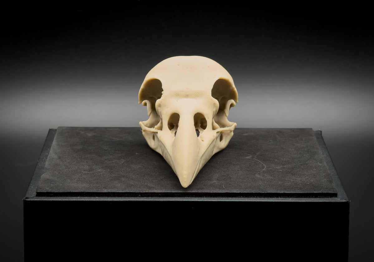 Life-Size 3D Printed Raven Skull Replica