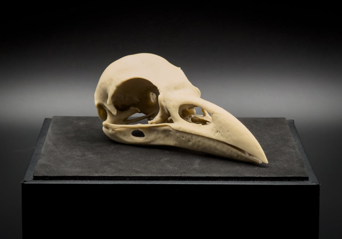 Life-Size 3D Printed Raven Skull Replica