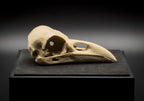 Life-Size 3D Printed Raven Skull Replica