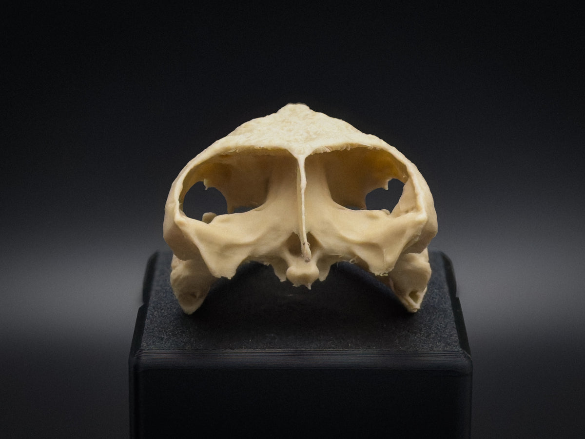 Life-Size 3D Printed Snapping Turtle Skull Replica