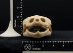 Life-Size 3D Printed Snapping Turtle Skull Replica