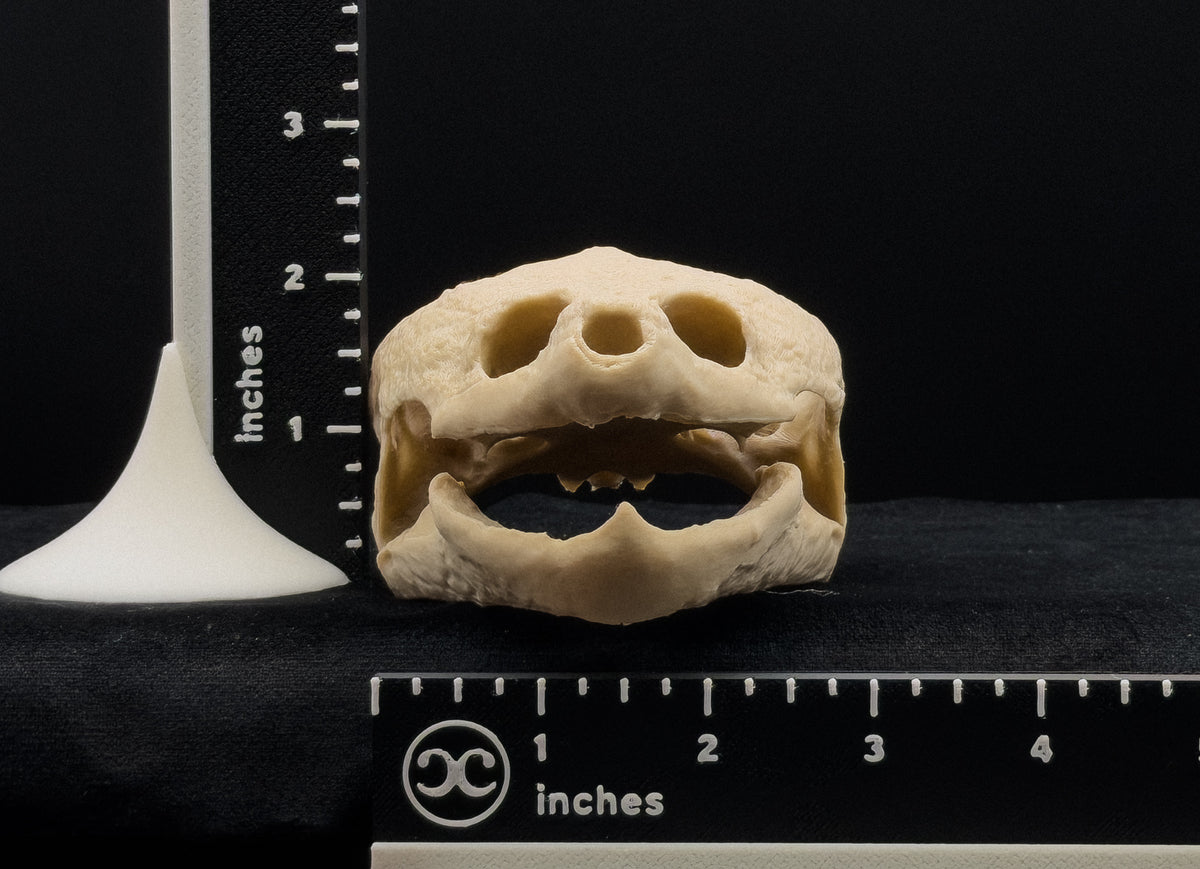 Life-Size 3D Printed Snapping Turtle Skull Replica