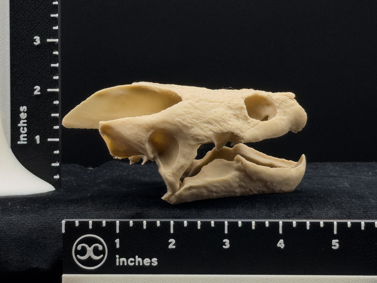 Life-Size 3D Printed Snapping Turtle Skull Replica