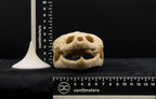 Life-Size 3D Printed Snapping Turtle Skull Replica
