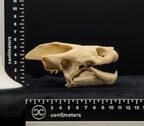Life-Size 3D Printed Snapping Turtle Skull Replica