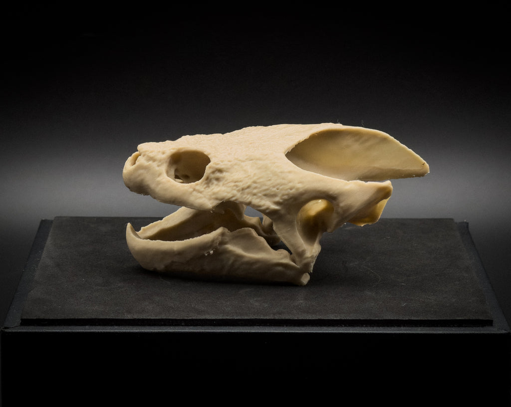 Life-Size 3D Printed Snapping Turtle Skull Replica