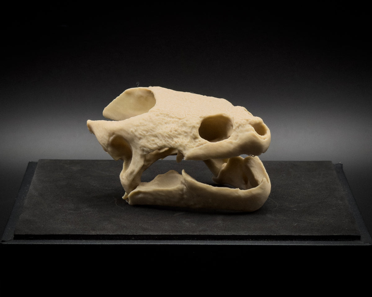 Life-Size 3D Printed Snapping Turtle Skull Replica